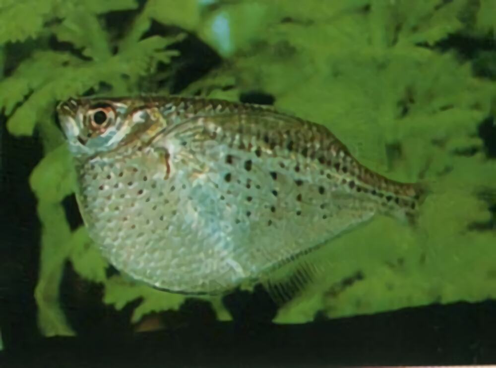 石斧鱼身份信息