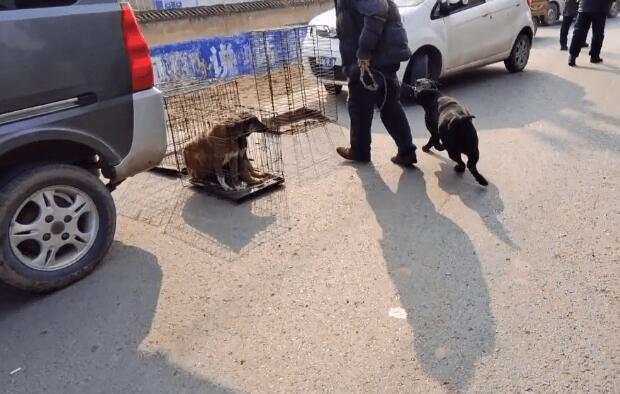 以为跟对了主人，拉布拉多兴奋在狗市狂奔，直到看到笼子后，一切都晚了