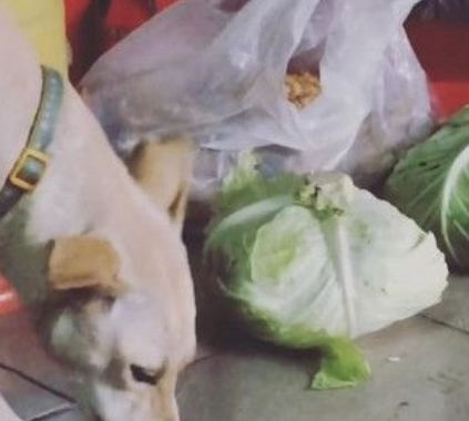 米克斯偷吃蔬菜一脸享受 感觉不是狗前世肯定是羊