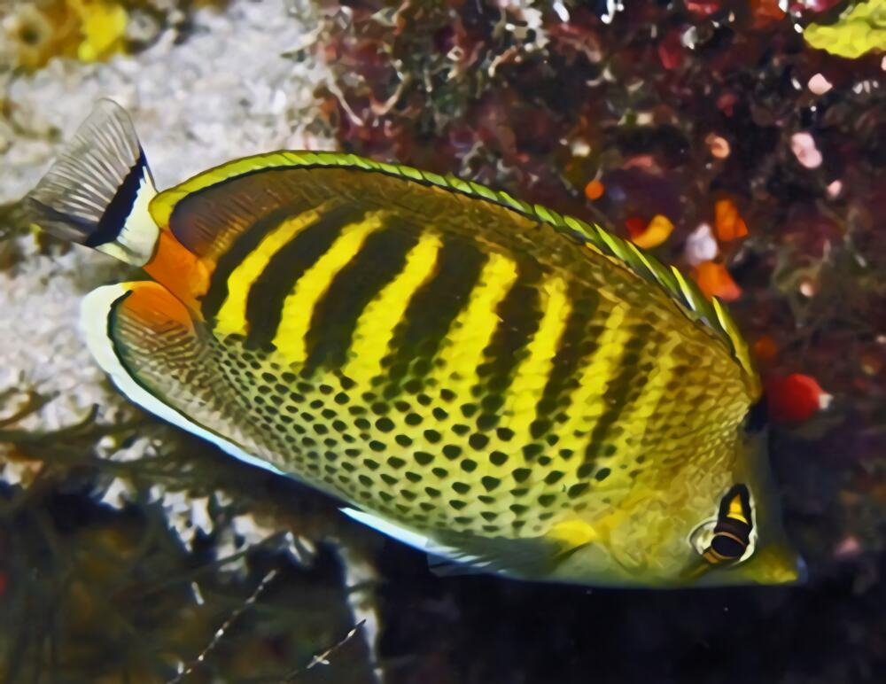 斑带蝴蝶鱼身份信息