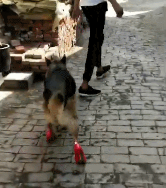 主人给狗狗穿上高跟鞋,走的还很稳当,狗狗:当狗真不容易啊