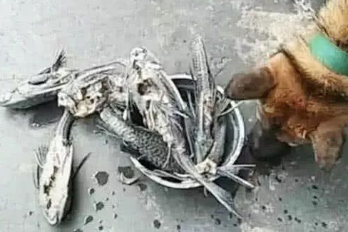 男子河里抓了清道夫,煮了之后给土狗吃,出来一看无法淡定了!