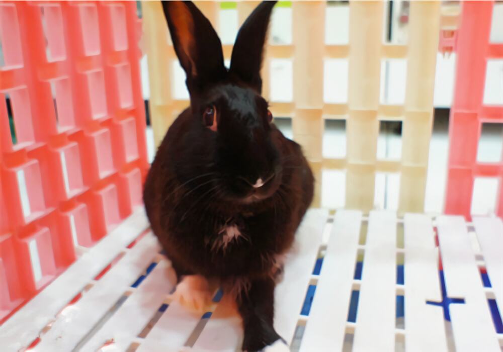 哈瓦那兔身份信息