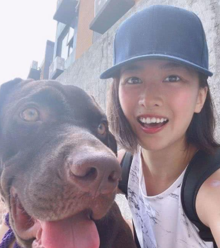 拉布拉多犬咬家具被丢弃,狗狗到新家后又咬充电线,结果再次被弃养