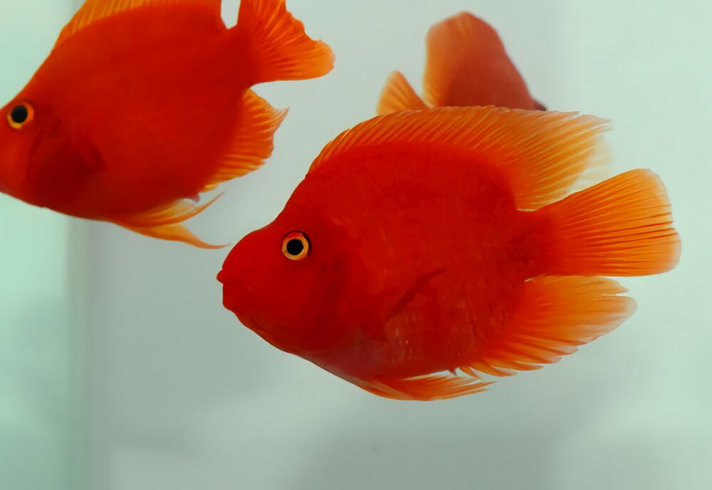 血鹦鹉身份信息