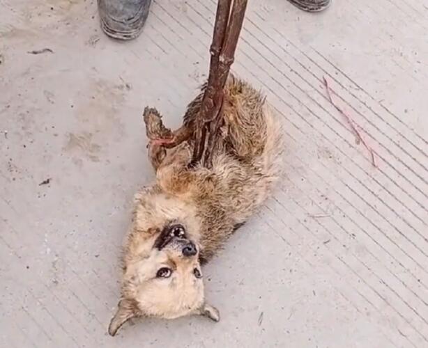 一车宠物狗险进狗肉馆,看着被夹着拖行的小狗小伙不忍,狗贩:已经剥了两只了