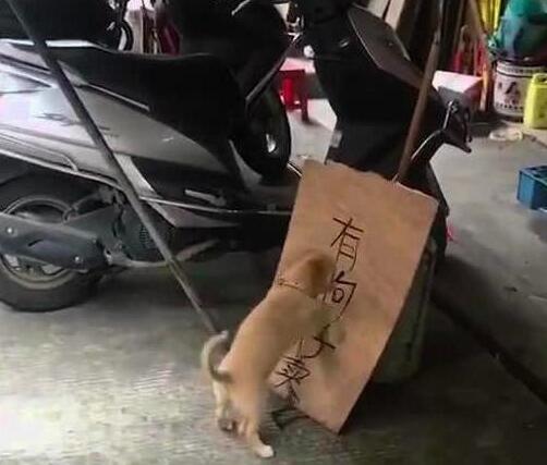 小奶狗知道主人在出售它们,然后就各种捣乱!