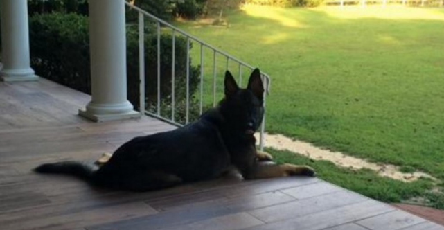 小狗情商高令人震惊，守候主人渡过漫漫长路日子，与主人把酒言欢！