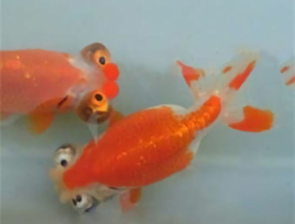 望天眼身份信息