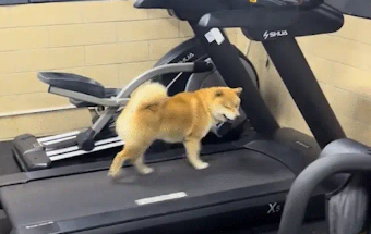 柴犬会在跑步机上跑步锻炼。网友:狗都比我自律