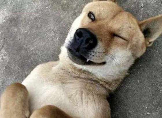 中华土狗为啥不能做军犬,听完兵哥哥的解释,网友:确实不敢用!