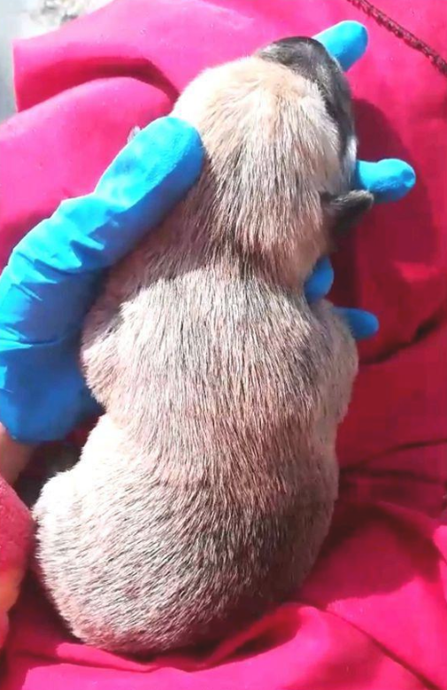 主人家顺手将刚生的小奶狗扔下就选择离开,女生抱住后生怕踩坏了