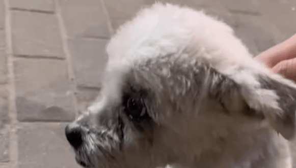 捡到生病的流浪狗手术费要上万,医院愿意无偿做,但条件令人不解