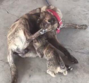 小黑猫把大黑狗当成了妈妈,竟然想要喝奶,女主人看到后羞红了脸