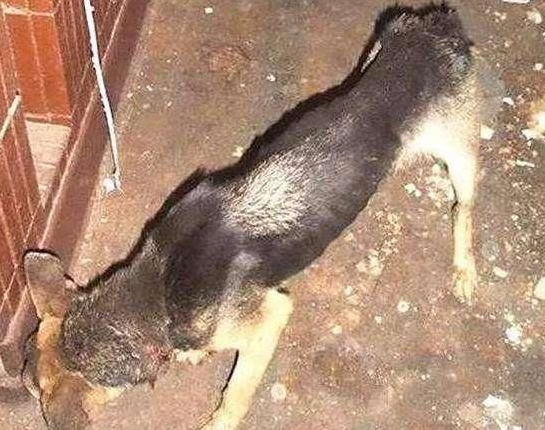 可恶的主人虐待狗狗 狗狗不堪忍受从阳台跳下