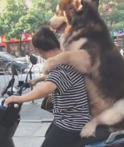 女人骑着电动车带阿拉斯加犬去玩,骑到半路不幸发生了!
