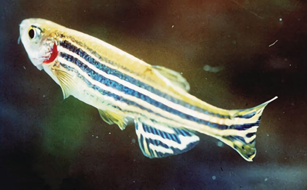 斑马鱼身份信息