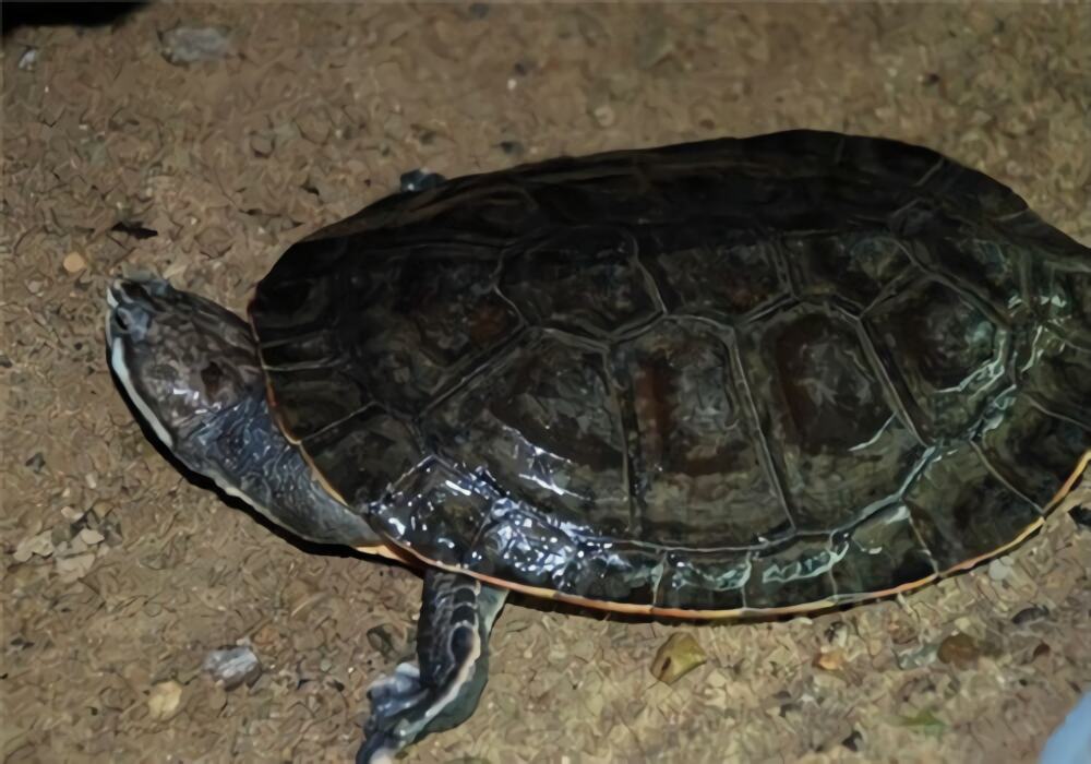 花面蟾龟身份信息