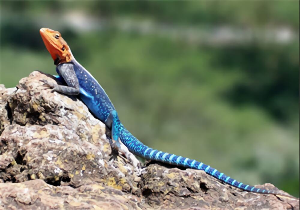 彩虹飞蜥身份信息