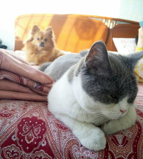 猫狗双全是种什么样的体验?