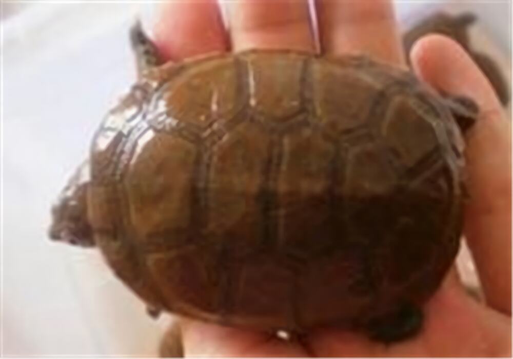 白胸侧颈龟身份信息