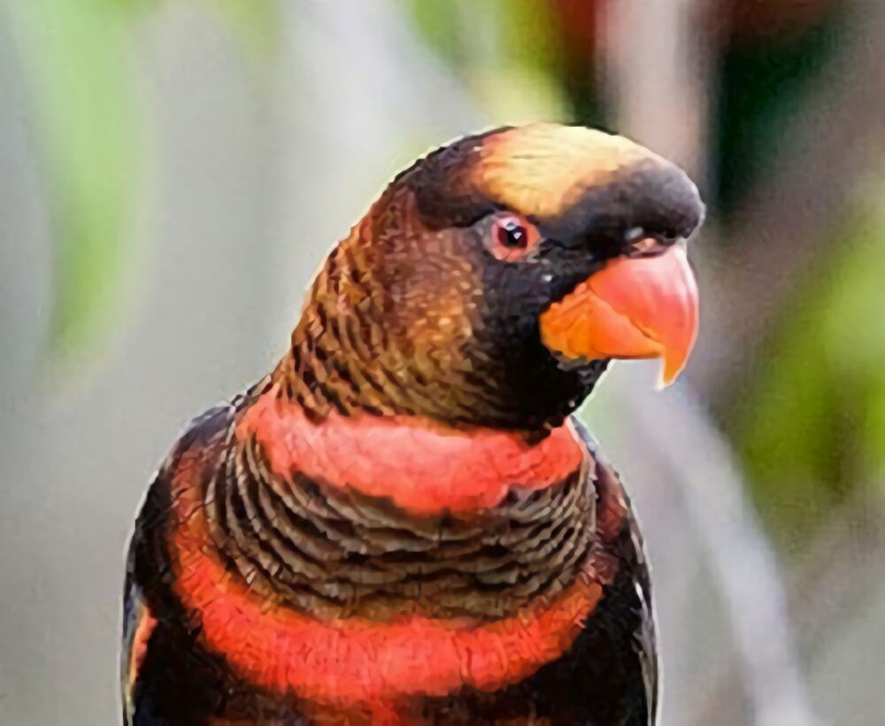 暗色吸蜜鹦鹉身份信息