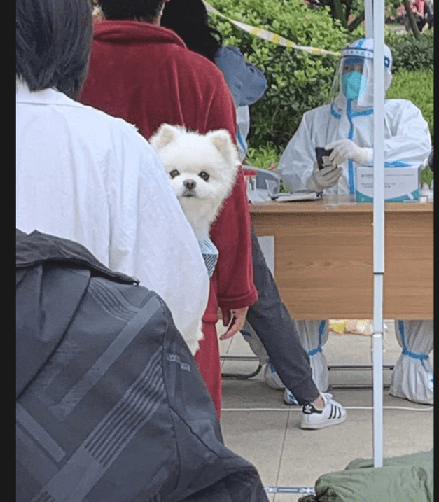 女孩带上狗狗一起来做核酸检测,它看上去很开心:总算可以下楼梯了