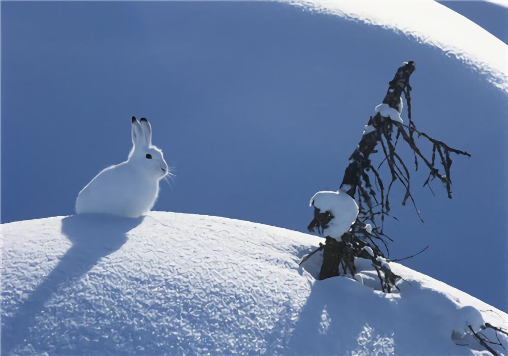 北极兔身份信息