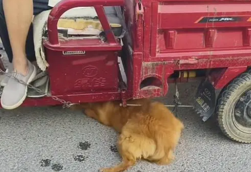 面对350块，狗主亲自把躲进车底的小狗拽出，狗贩：听人劝吃饱饭