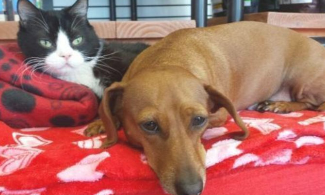 残废猫猫不可以单独存活,小狗为其“服务保障”,它俩的牵绊很奇特