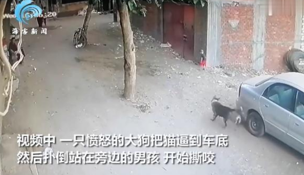 肝胆相照:男孩为救猫向狗扔石头反被扑倒,猫咪马上飞奔打狗