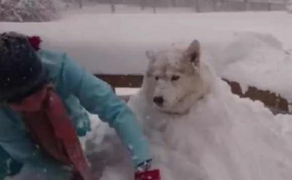 哈士奇把主人堆的雪人弄没了,于是主人一生气把二哈堆成了雪狗