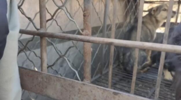 狗肉车上1只边牧很绝望，小哥花600块买了下来：你跟我回家