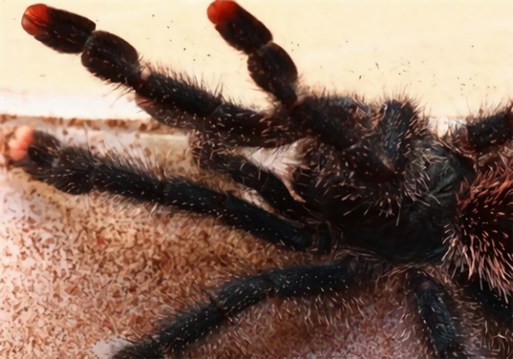 厄瓜多尔羊毛粉红趾身份信息