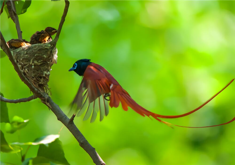 寿带鸟身份信息