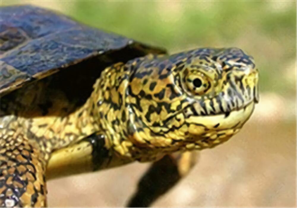 石纹水龟身份信息