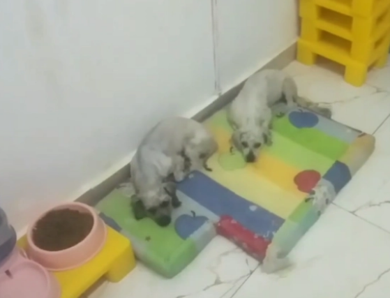 不仅对它们不管不顾,狗主还把泰迪卖狗肉馆