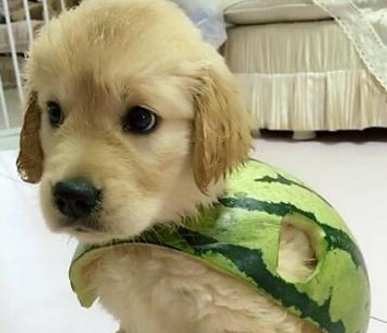 铲屎官恶搞,用西瓜皮给狗狗制作衣服,小金毛一瞬间变为乌龟