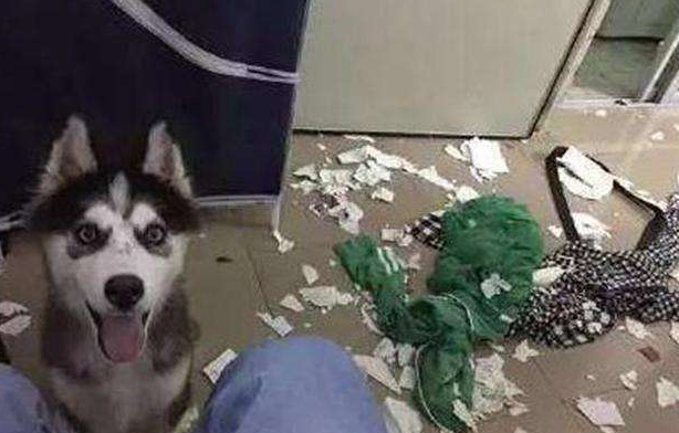 主人叫哈士奇帮助看娃,回家一看,主人:气的想卖狗!