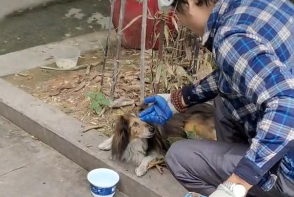 牧羊犬被遗弃后意志消沉,不吃不喝,它一直在思念主人!