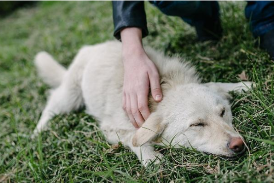 吉娃娃自学技能,把大白熊犬当马骑,在其背上坐立自如
