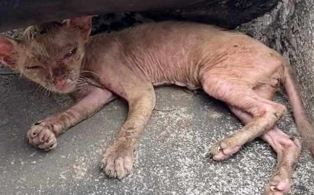 宠物猫被抛弃后,流落街头变成“无毛猫”,惨遭嫌弃依旧顽强求生