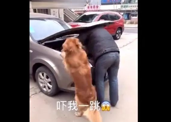 主人家修车,金毛狗狗使坏,結果主人家又气又难堪!