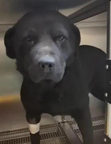 退役警犬沦为乡下看门狗,被虐待至瘫痪后,主人说:我不要了...
