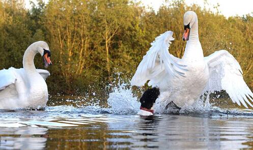 小狗误入天鹅领地 遭一对天鹅夫妇的围攻