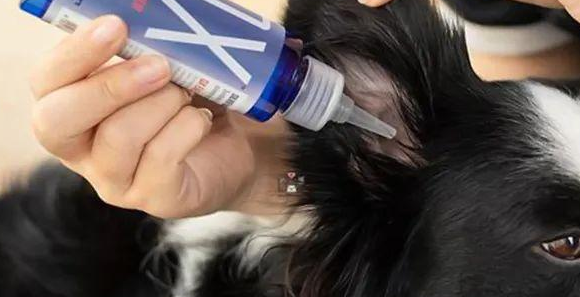 又一只狗被棉签掏聋:主人处理的方法,比耳螨更可怕!