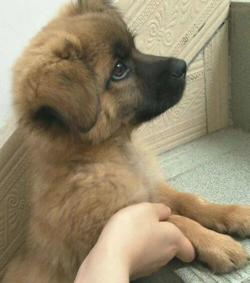 流浪犬要想喝水只怨够不上,女生绝不看不上的用力捧着喂,令人感动
