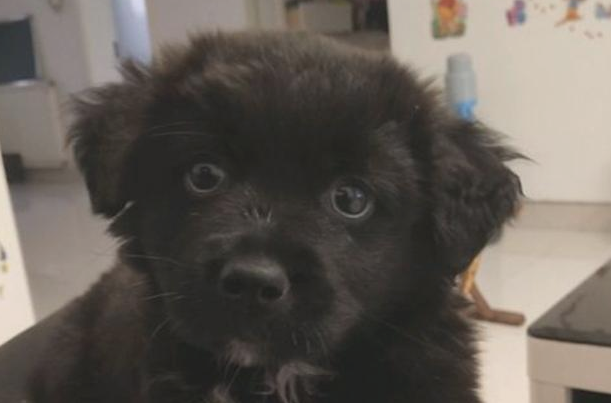 流浪狗饿坏了鼓起勇气向路人讨食，女生气坏掉大吼：衣服裤子都搞脏