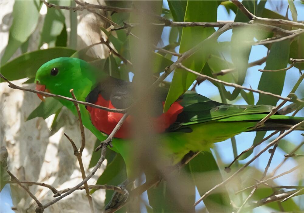 红翅鹦鹉身份信息