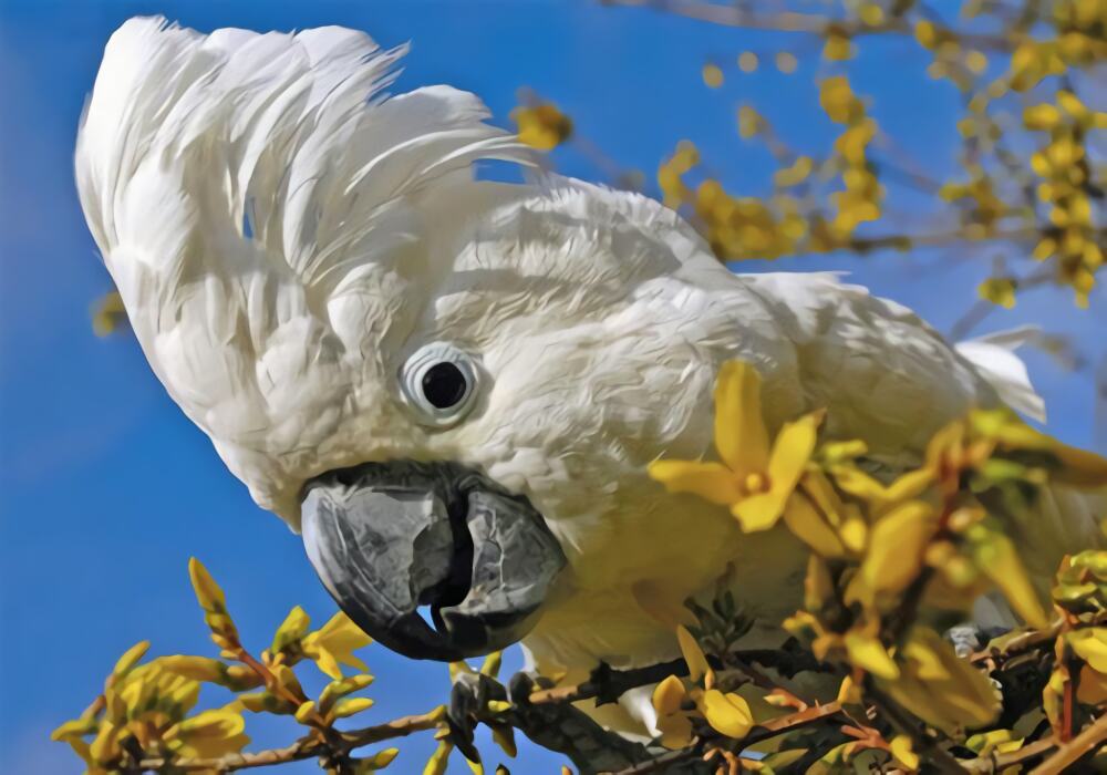 雨伞凤头鹦鹉身份信息